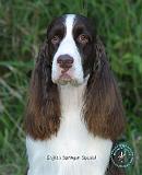 English Springer Spaniel 9L72D-09